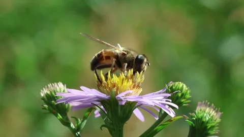 Macro close up of drone fly on purple flower collecting pollen Stock Footage 251314347