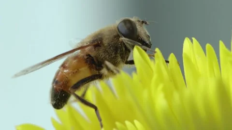 Macro close up of drone fly on yellow flower collecting pollen Stock Footage 251061026