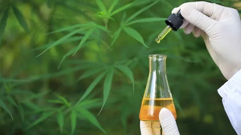 Macro close up of droplet dosing a biological and ecological hemp plant herba Stock Footage 200865257