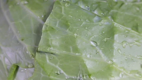 Macro close up of drops of water falling on fresh organic cabbage Video stock 140232128