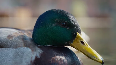 Macro close up of a duck floating in a pond part 2 Stock-Footage 331099039
