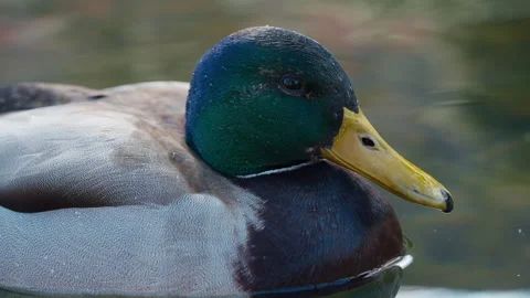 Macro close up of a duck floating in a pond part 1 Stock-Footage 331114209