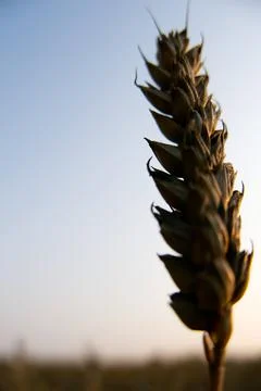 Macro close-up of an ear of wheat, backlit by the golden light of a sunset. Foto stock
