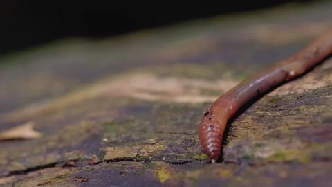 Macro Close Up of Earthworm Crawling on Bark Stock Footage 339136801