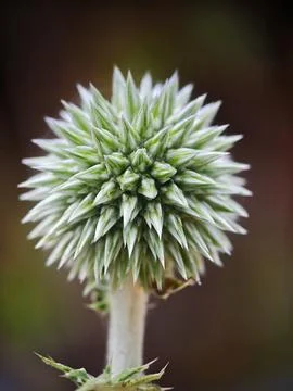 Macro Close-up of an Echinops Globe Thistle Flower Bud Stock Photos