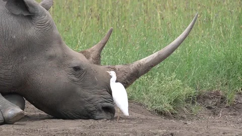 Macro Close-Up Egret Cleaning Rhino Eye, Wildlife Symbiosis Video stock 332606249