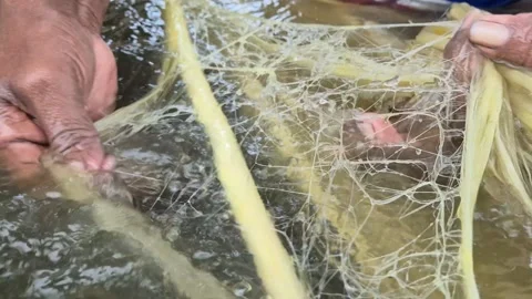 Macro Close Up Of Elderly Farmer Hand Stripping High Quality Jute Fiber In Water Stock Footage 341201229