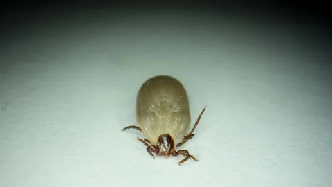 Macro close-up of an engorged tick crawling on a white surface. The parasite is 動画素材 322537269