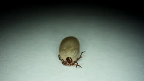 Macro close-up of an engorged tick crawling on white surface. The parasite is Stock Footage 322799834