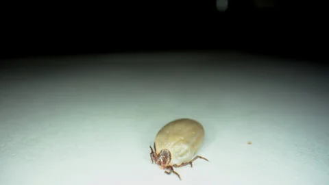 Macro close-up of engorged tick crawling on a white surface. The parasite is Stock-Footage 323453748