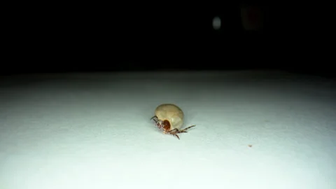 Macro close-up of engorged tick crawling on white surface. The parasite is shown Video stock 323784703