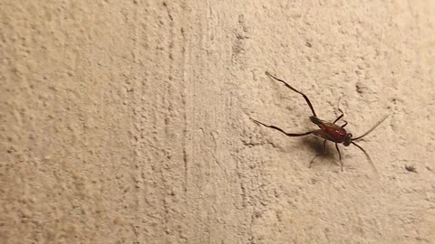 Macro close-up of Ensign Wasp (Evania caspia) walking on wall. nature wildlife Stock Footage 320672999