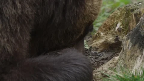 Macro Close-Up of Eurasian Brown Bear Fur Near Rotten Stump, Estonia Stock Footage 341611607