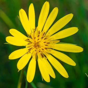 A macro close up of Euryops pectinatus in full bloom, yellow daisy Stock-Fotos