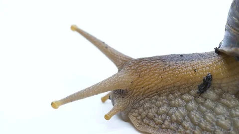 Macro close up of extended tentacles of giant African Snail Stock Footage 91827223