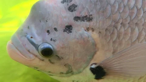 Macro close up eye and face. Close-up of fish swim in a tank. Stock-Footage 315454815