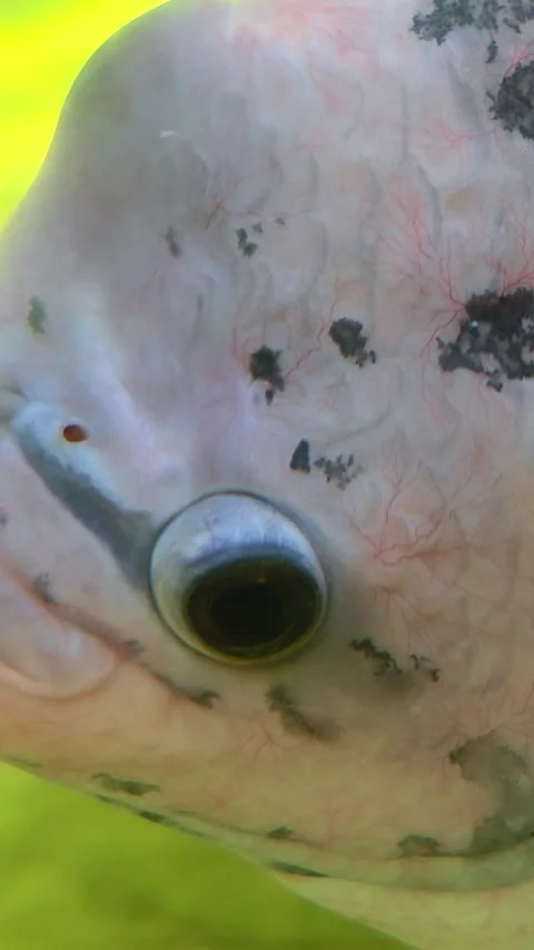 Macro close up eye and face. Close-up of fish swim in a tank. Stock Footage 315553712