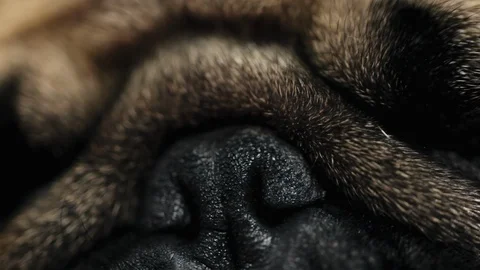 Macro close-up face of cute pug dog sleep on bed in bedroom Stock Footage 99370681
