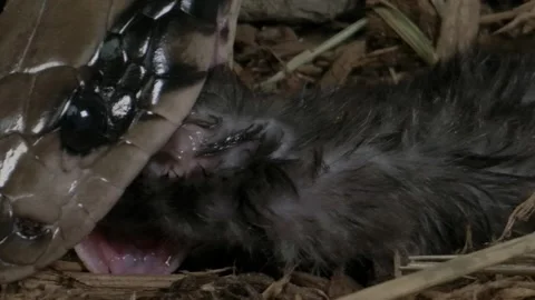 Macro close up of false water cobra eating a mouse Stock Footage 152800188