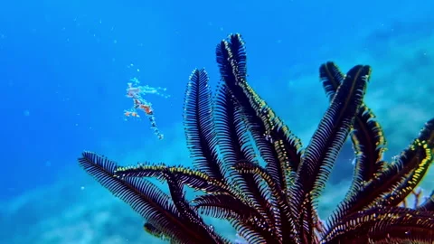 Macro Close Up Feather Star on Tropical Coral Reef Stock Footage 329532931
