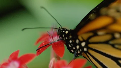 Macro close up of female Monarch butterfly sucking on flower nectar, Costa Rica Stock Footage 123722124