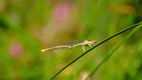 Macro close-up of a female white-legged damselfly Stock Footage 316043280