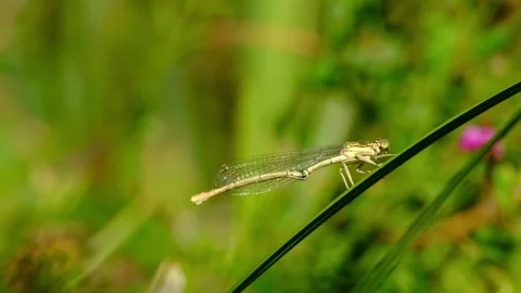 Macro close-up of a female white-legged damselfly Stock Footage 316149909