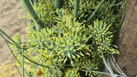 Macro Close Up Of Fennel Flower Buds Blooming Bangladesh Stock Footage 339640562
