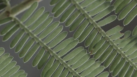 Macro close up of a fern leaf Video stock 128743383