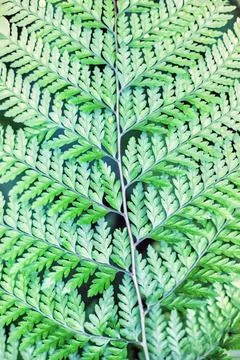 Macro close up of Fern leaf, showing unique abstract pattern of leaves. Ba... Stock Photos