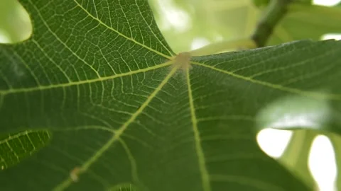 Macro close-up fig leaf. green leaf in summer Video stock 197794246