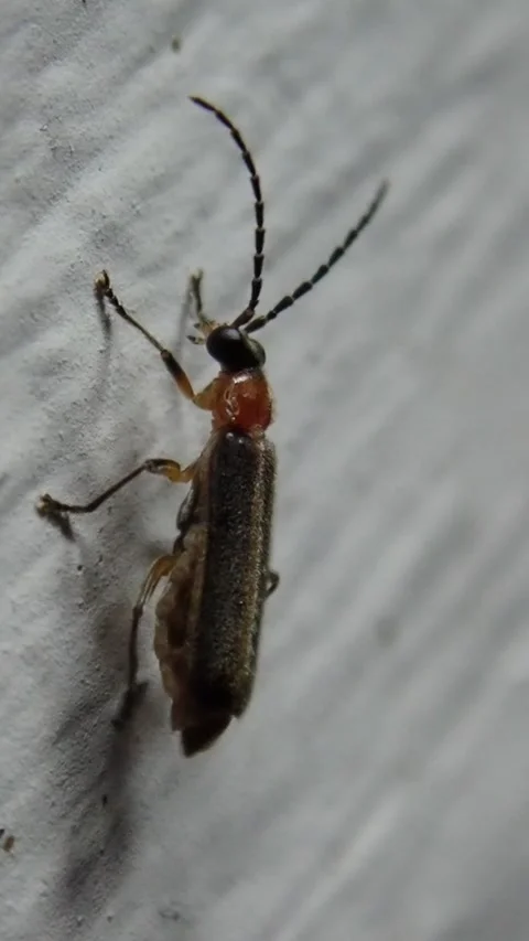 Macro Close-Up of a Firefly Beetle (Lampyridae) Grooming Its Body Stock-Footage 342876709