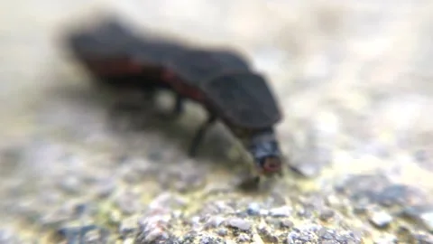 Macro Close Up of Firefly Crawling on Rock During Daylight Vidéo 333522626
