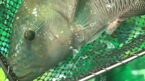 Macro close-up of a fish being netted Stock Footage 345980795