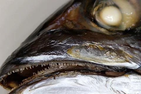 Macro close up of fish head with focus on sharp teeth Stock Photos