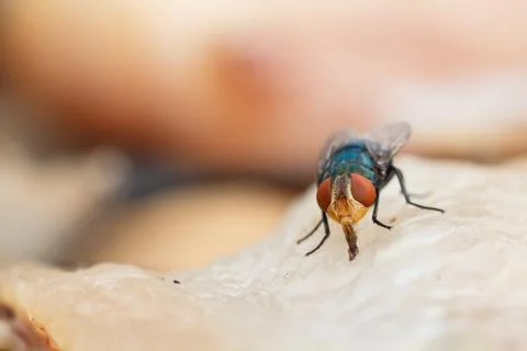 Macro close-up of flies dried fish meat Stock Photos