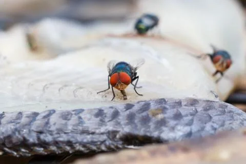 Macro close-up of flies dried fish meat Stock Photos