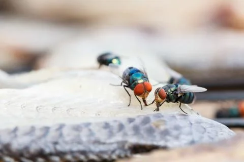Macro close-up of flies dried fish meat Stock Photos