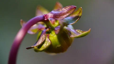 Macro Close-Up of Flower Bud with Soft Natural Background Stock Photos