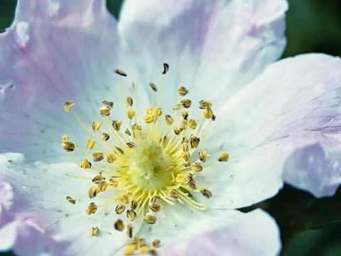Macro Close up of flower with pollen Foto stock