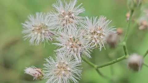 Macro Close-up of Fluffy White Seed Heads Swaying Gently in Wind Vídeos de archivo 332474217