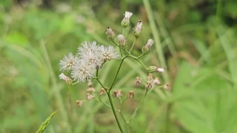 Macro Close-up of Fluffy White Seed Heads Swaying Gently in Wind Stock Footage 332481102