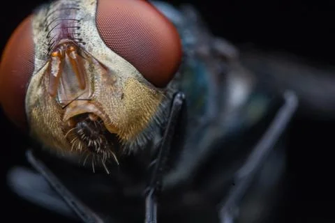 Macro Close-up of Fly with Big Red Eye Stock Photos