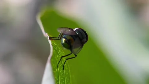 Macro close up of fly on green leaf Stock-Footage 346560515