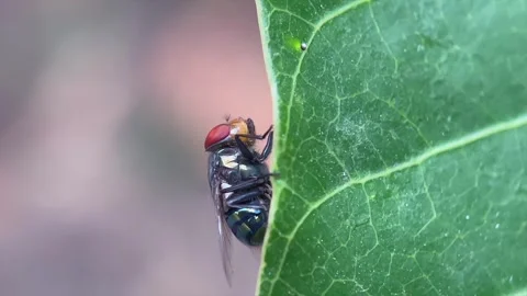 Macro close up of a fly resting on a green leaf Stock-Footage 346561939