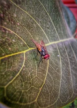 Macro Close-Up of a Fly Resting on a Leaf Vein Fotos de archivo