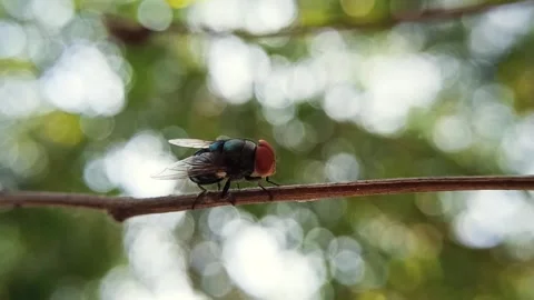 Macro close up of a fly resting on a thin branch with a beautiful bright bo.. Stock Footage 332500765