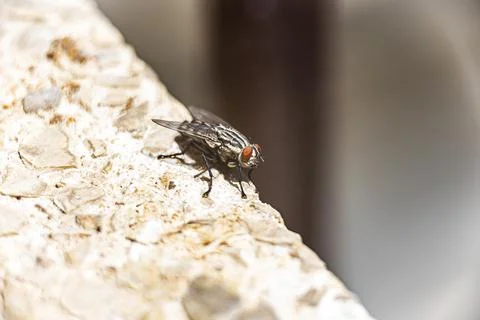 Macro close up of fly on a stone, the concept represents the area is not clean Stock Photos
