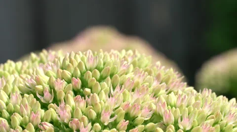 Macro close up of fly walking on tiny Sedum flower as it moves in the wind Stock Footage 54113252