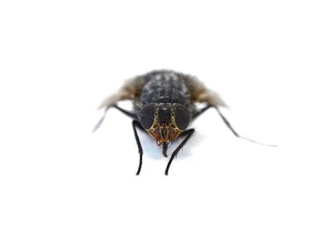 Macro Close-Up of Fly on White Stock Photos